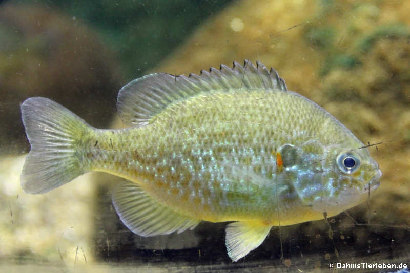 Gemeiner Sonnenbarsch (Lepomis gibbosus)