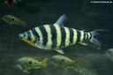 Leporinus fasciatus