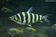 Gebänderter Engmaulsalmler (Leporinus fasciatus) im Kölner Zoo