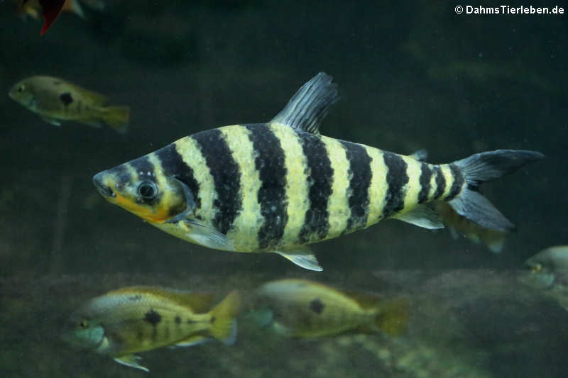 Leporinus fasciatus-1