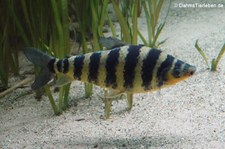 Gebänderter Engmaulsalmler (Leporinus fasciatus) im Kölner Zoo