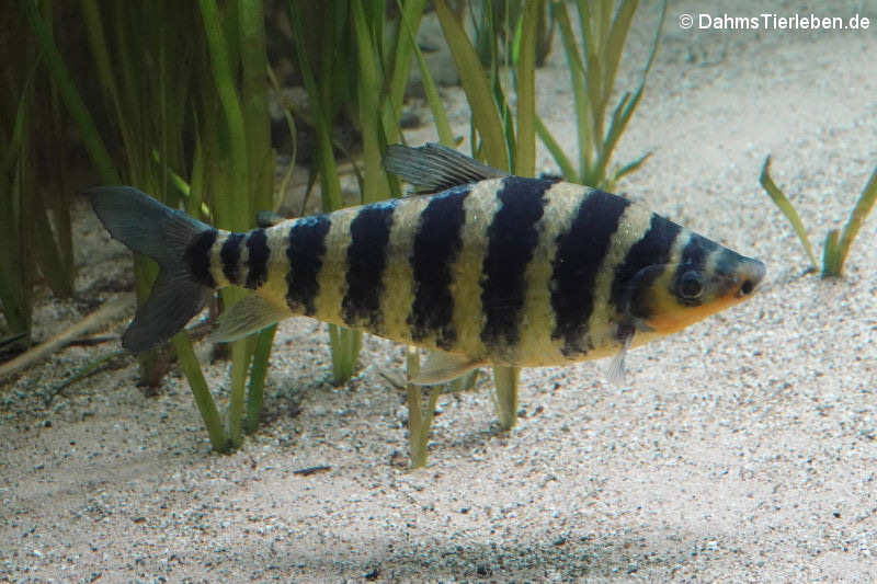 Gebänderter Kopfsteher (Leporinus fasciatus)