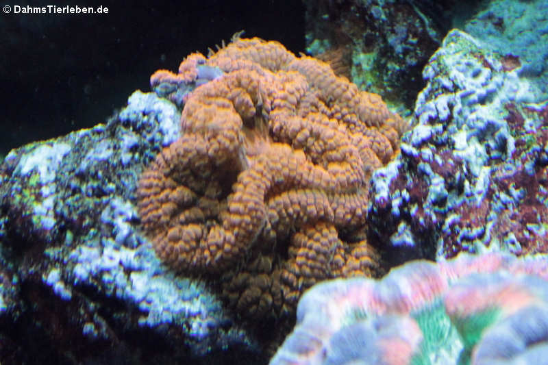 Lobophyllia hemprichii