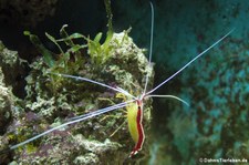 Indopazifische Weißband-Putzergarnele (Lysmata amboinensis) im Kölner Zoo