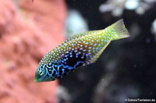 Diamant-Lippfisch (Macropharyngodon bipartitus) im Kölner Zoo