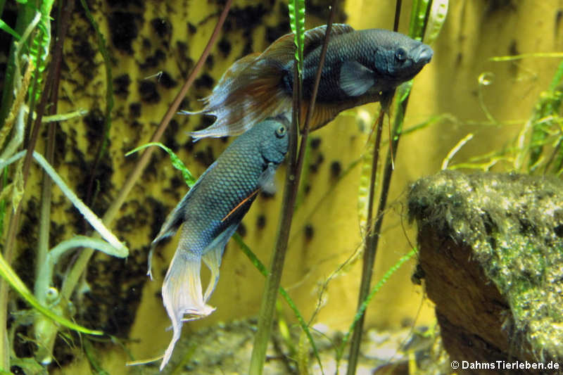 Macropodus erythropterus-2