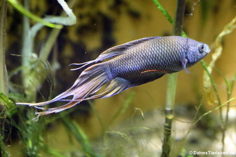 Rotrücken-Makropode (Macropodus erythropterus) im Kölner Zoo