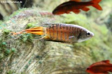 Paradiesfisch (Macropodus opercularis) im Kölner Zoo