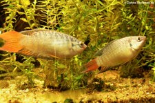 Paradiesfisch (Macropodus opercularis) im Kölner Zoo