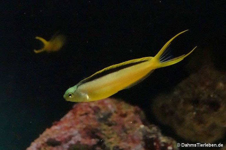 Meiacanthus tongaensis