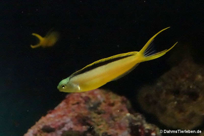 Meiacanthus tongaensis