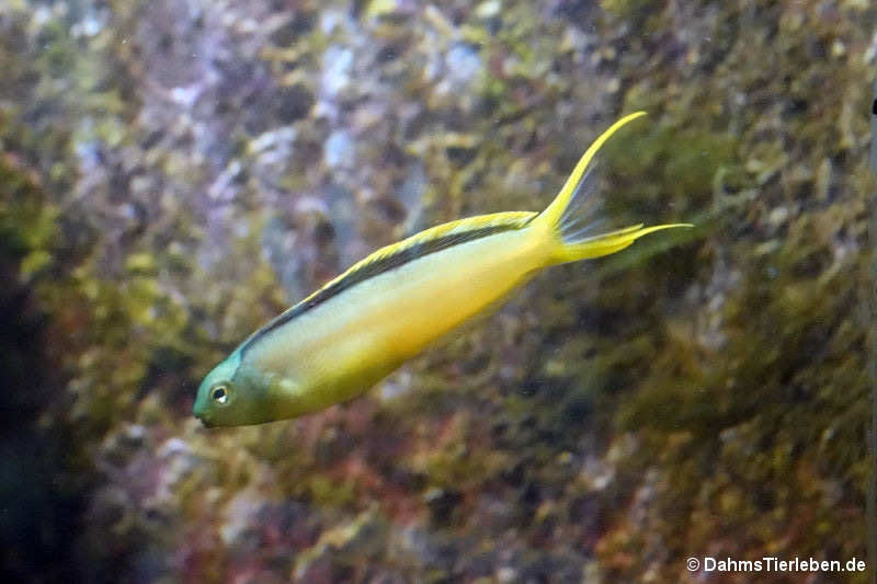 Meiacanthus tongaensis