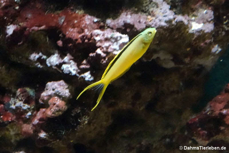 Meiacanthus tongaensis