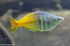 Harlekin-Regenbogenfisch (Melanotaenia boesemani) im Kölner Zoo