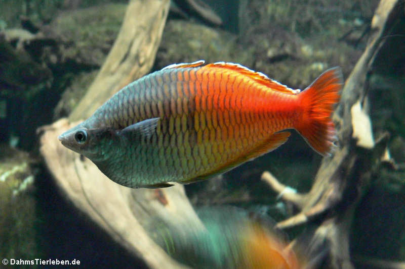 Harlekin-Regenbogenfisch (Melanotaenia boesemani)