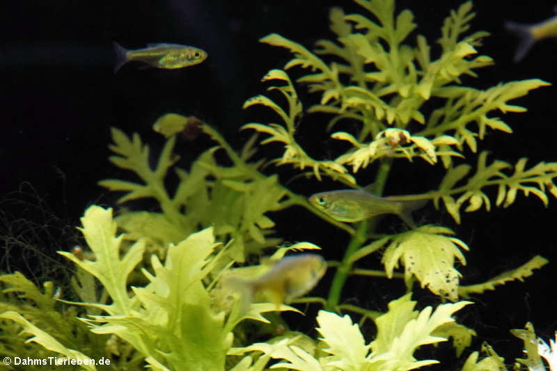 Neongrüne Zwergbärblinge Microdevario kubotai-1