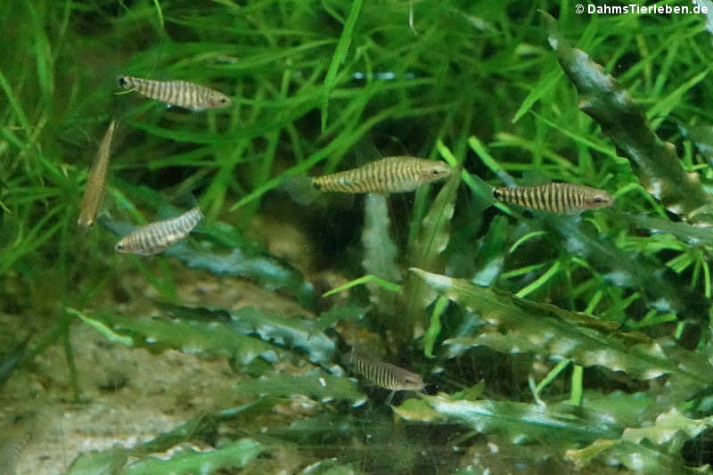 Micronemacheilus cruciatus-2