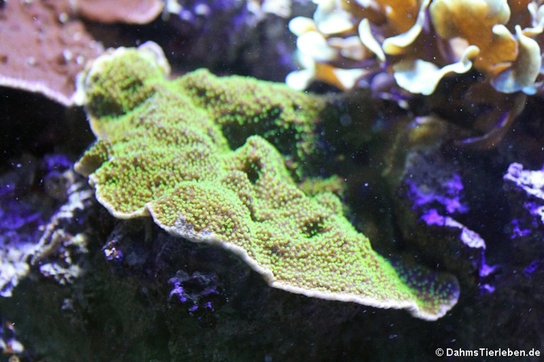 Montipora