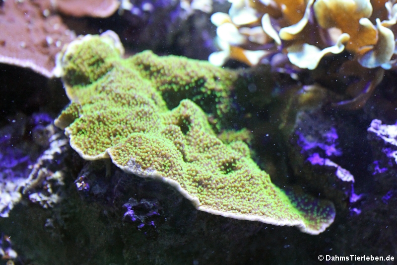 Montipora