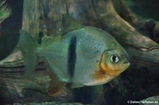 Schomburgks Scheibensalmler (Myleus schomburgkii) im Kölner Zoo