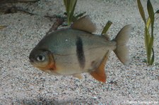 Schomburgks Scheibensalmler (Myleus schomburgkii) im Kölner Zoo