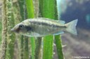 Mylochromis lateristriga