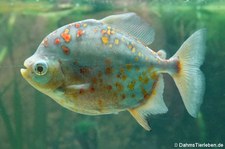 Rotflecken-Scheibensalmler (Myloplus asterias) im Kölner Zoo