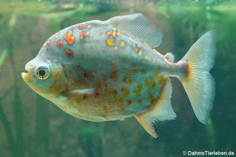 Rotflecken-Scheibensalmler (Myloplus asterias)