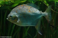 Haken-Scheibensalmler (Myloplus rubripinnis) im Kölner Zoo