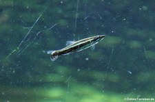 Spitzmaul-Ziersalmler oder Schrägsteher (Nannostomus eques) im Kölner Zoo