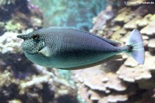 Langnasen-Doktorfiach (Naso brevirostris) im Kölner Zoo