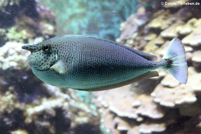 Langnasen-Nasendoktorfisch (Naso brevirostris)