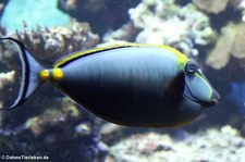 Indischer Gelbklingen-Nasendoktor (Naso elegans) im Kölner Zoo