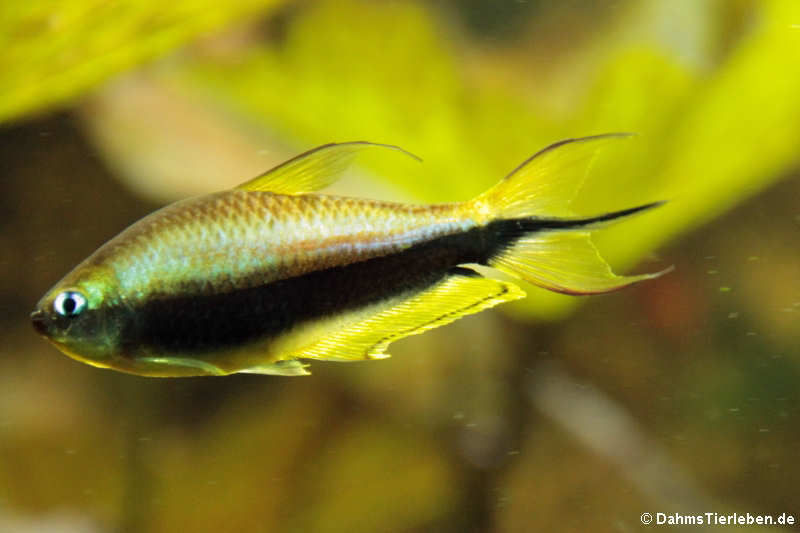 Kaisersalmler Nematobrycon palmeri-2