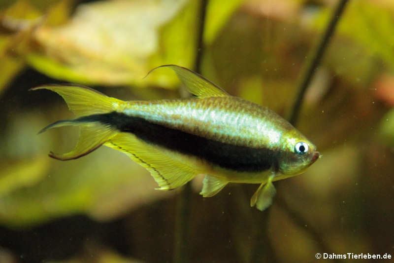 Kaisersalmler Nematobrycon palmeri-1