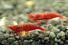 Rückenstrichgarnele oder Rote Zwerggarnele (Neocaridina heteropoda) im Kölner Zoo