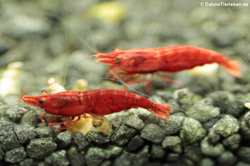 Neocaridina heteropoda