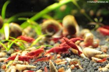 Rückenstrichgarnele oder Rote Zwerggarnele (Neocaridina heteropoda) im Kölner Zoo