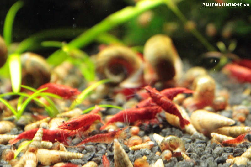 Neocaridina heteropoda-1