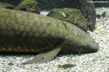 Australischer Lungenfisch (Neoceratodus forsteri) im Kölner Zoo