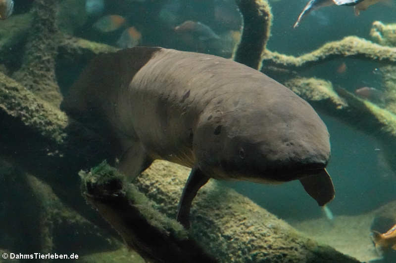 Australischer Lungenfisch (Neoceratodus forsteri)