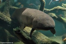 Australischer Lungenfisch (Neoceratodus forsteri) im Kölner Zoo