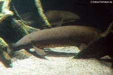 Australische Lungenfische (Neoceratodus forsteri) im Kölner Zoo