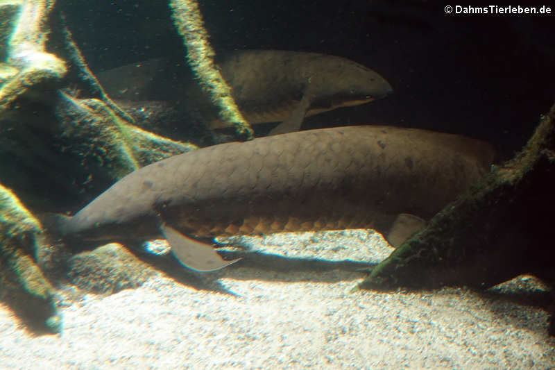 Neoceratodus forsteri-1