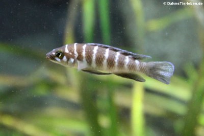 Gestreifter Tanganjika-Buntbarsch oder Ringelbuntbarsch (Neolamprologus cylindricus)