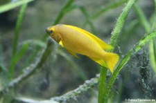 Langgestreckter Tanganjika-Goldcichlide (Neolamprologus longior) im Kölner Zoo