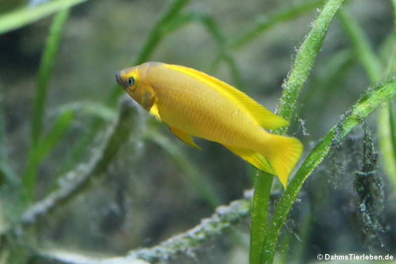 Langgestreckter Tanganjika-Goldcichlide (Neolamprologus longior)