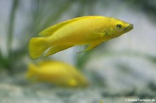 Langgestreckter Tanganjika-Goldcichlide (Neolamprologus longior) im Kölner Zoo