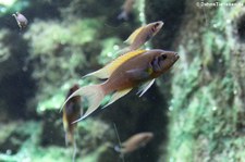 Feenbuntbarsch (Neolamprologus pulcher) im Kölner Zoo