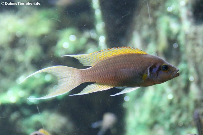 Neolamprologus pulcher